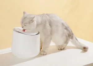 آب مناسب آبسردکن گربه